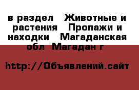  в раздел : Животные и растения » Пропажи и находки . Магаданская обл.,Магадан г.